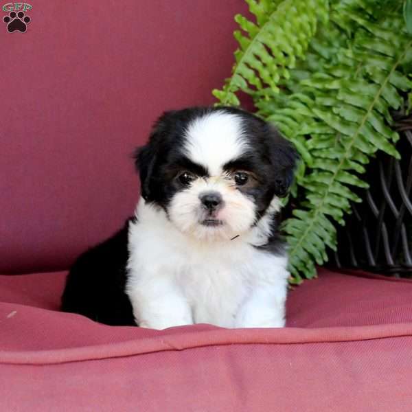 Anne, Shih Tzu Puppy